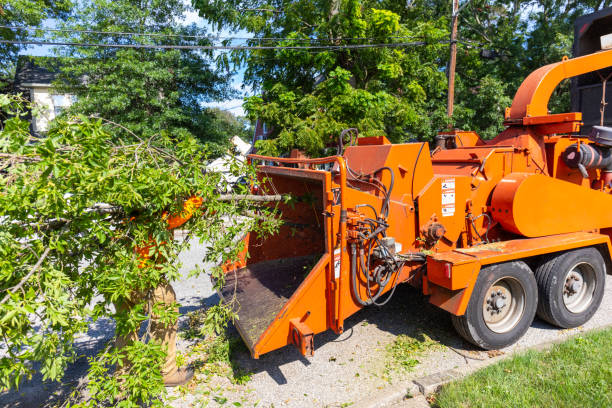 Best Tree Care Services  in , DC